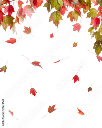 Red Maple in Autumn Colors