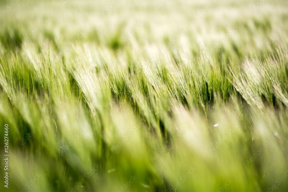 Barley green fields Barley green fields