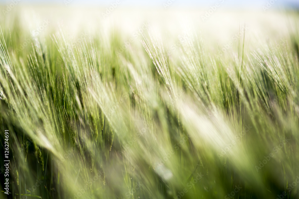 Barley green fields Barley green fields