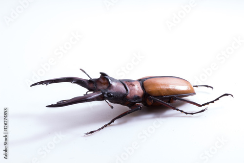 Stag Beetle (Prosopocoilus kannegieteri) Beetle insect