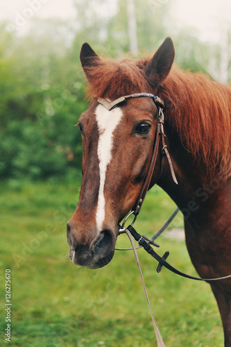Голова рыжей лошади © oes