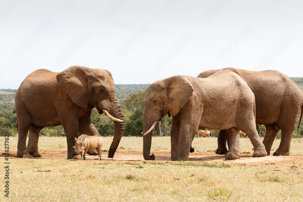Warthog have no chance against the Bush Elephant