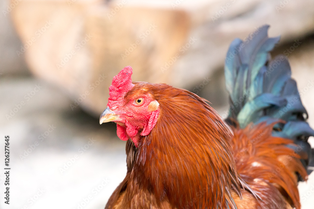 Chicken(cock-a-doodle-doo)