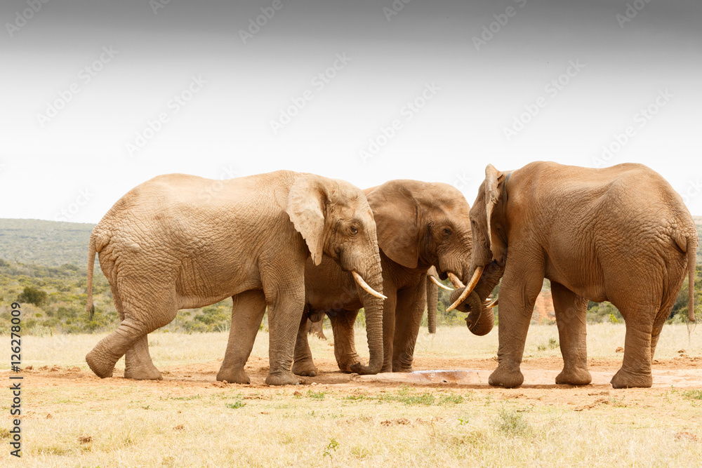 The secret gathering of the African Bush Elephant