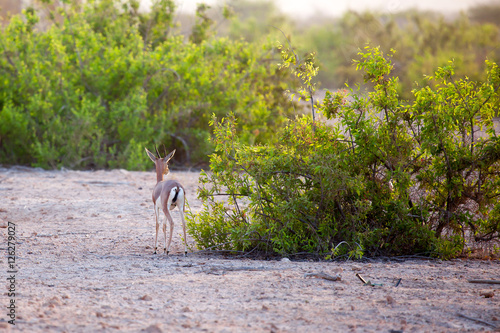 Small gazelle on Sir Bani Yas island, UAE