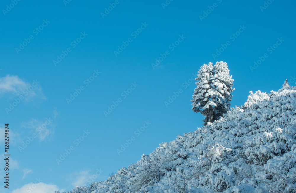 verschneiter Baum