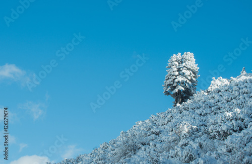 Obraz na płótnie verschneiter Baum w salonie