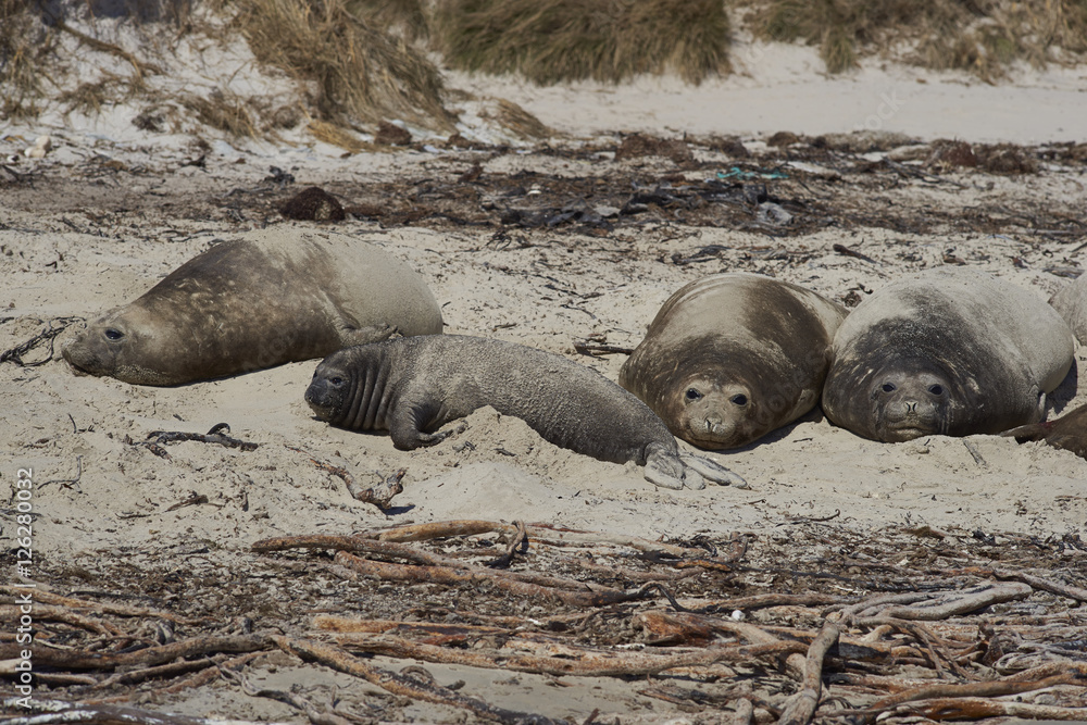 Fototapeta premium Group of female Southern Elephant Seal (Mirounga leonina) on the coast of Carcass Island in the Falkland Islands.