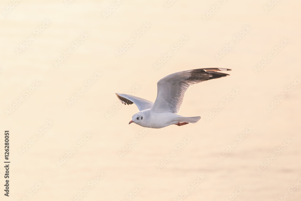 Fototapeta premium Seagull flying with blurry orange background