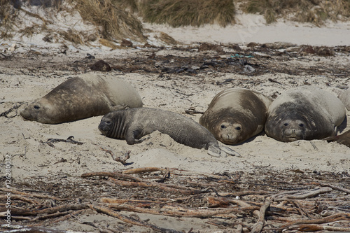 Group of female Southern Elephant Seal (Mirounga leonina) on the coast of Carcass Island in the Falkland Islands.