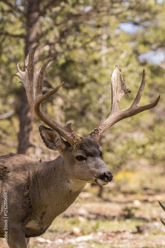 Mule Deer Buck