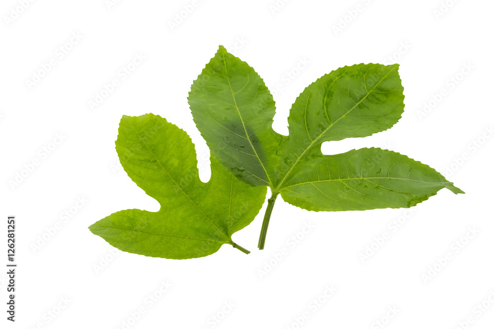 Fototapeta premium Passion fruit leaves isolated on white background