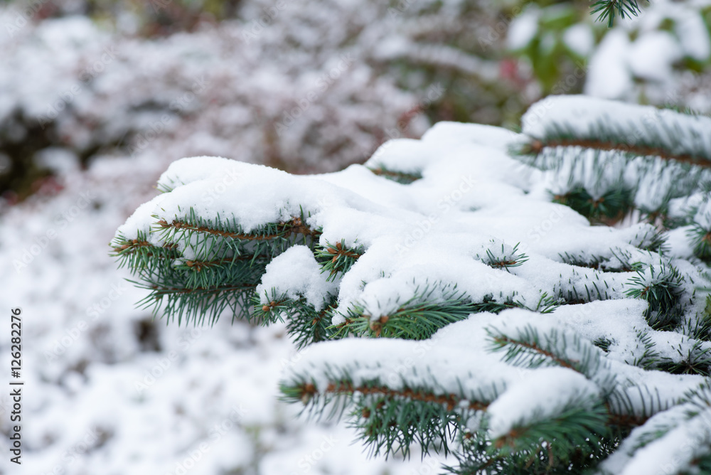 Snow. Winter. Fir branches. Christmas new year background.