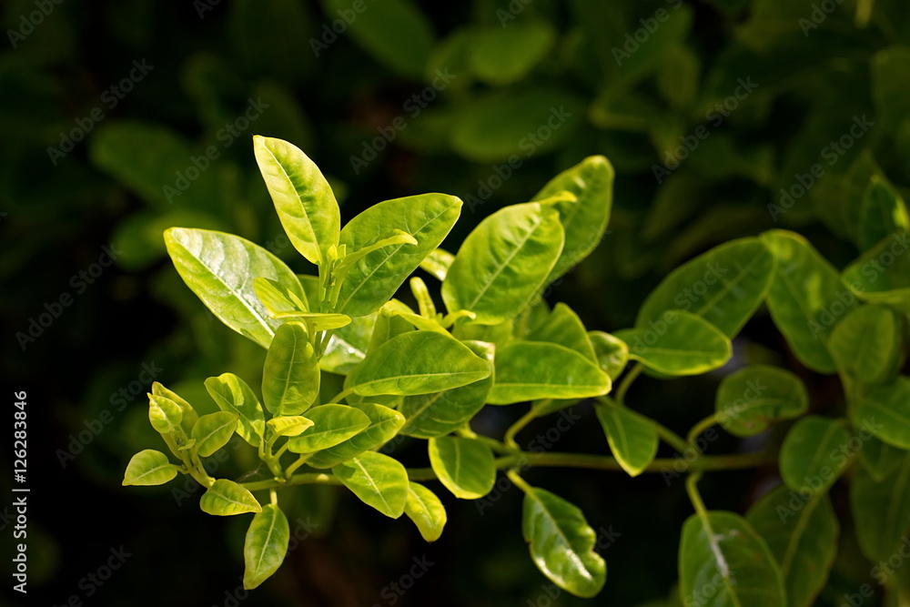 Leaf of Wild Allamanda or Hammock viperstail flower Leaf of Wild Allamanda or Hammock viperstail flower