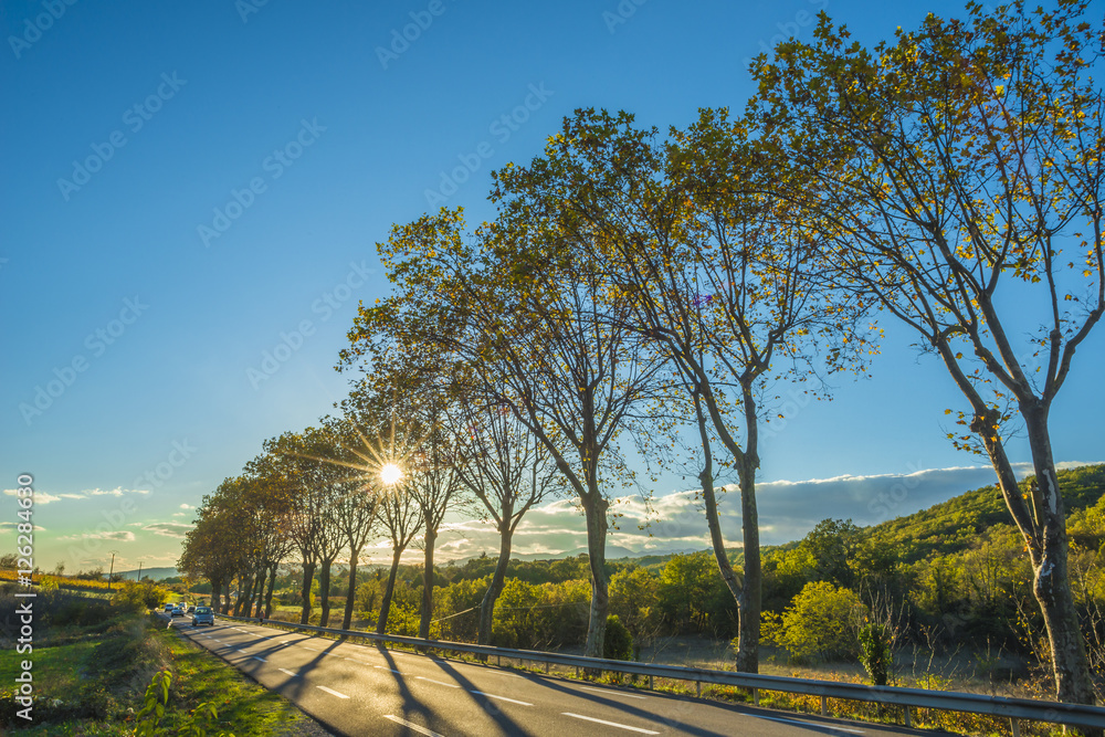 Fototapeta premium route nationale avec platanes