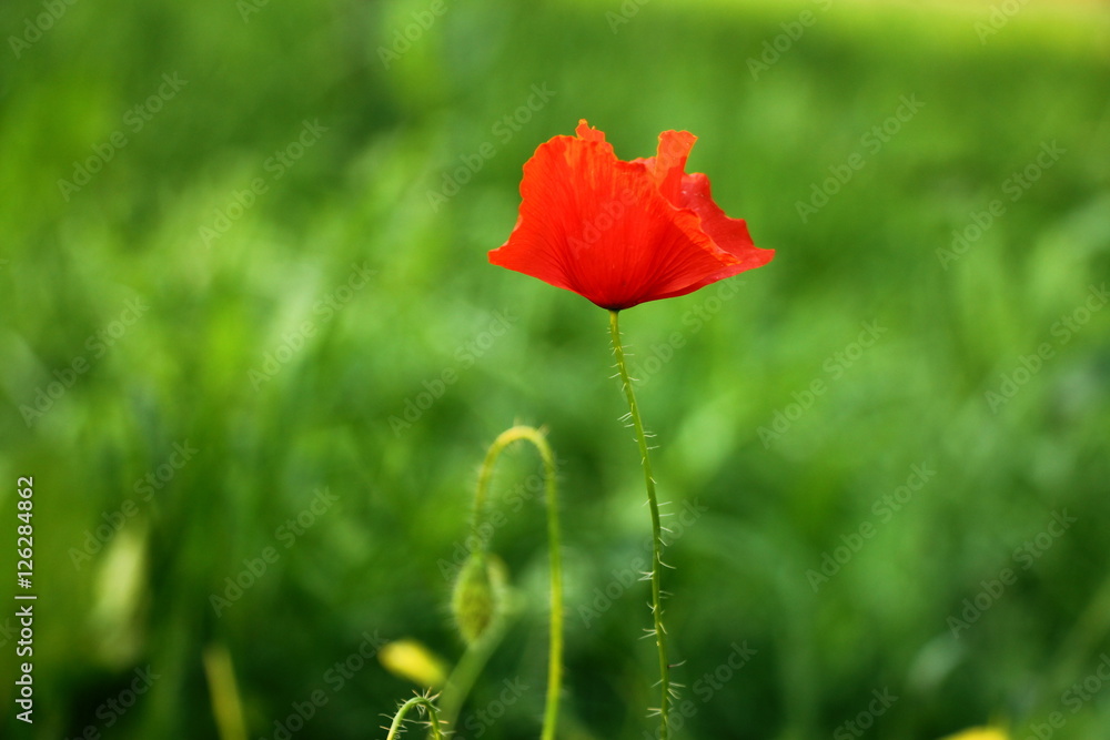 One red poppy in the green grass One red poppy in the green grass