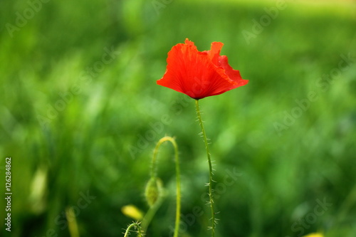 One red poppy in the green grass
