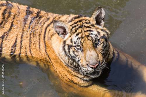 tiger looking at bubbles in a pond.