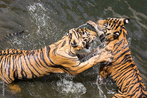 Two Tigers fighting in Water