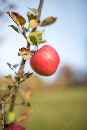 Apfel am Zwei