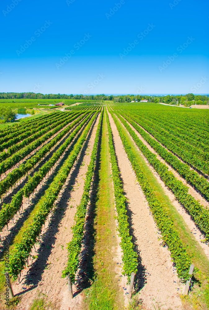 Elevated View of Vineyard with Blue Sky