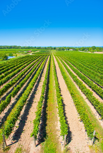 Elevated View of Vineyard with Blue Sky