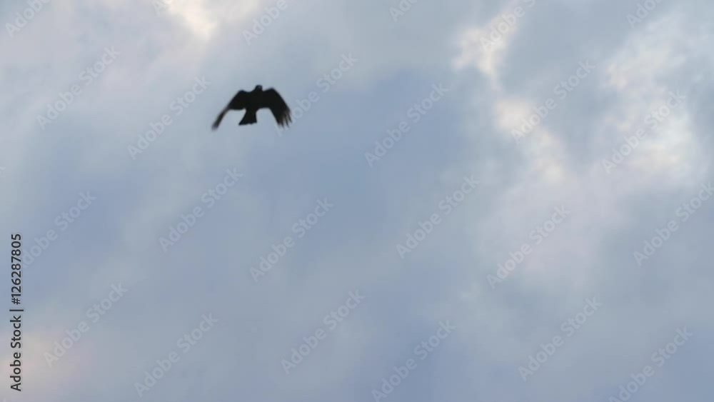 Slow motion of a black crow flying below clouds