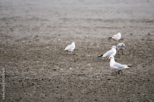 Seagulls on a lake searching for food