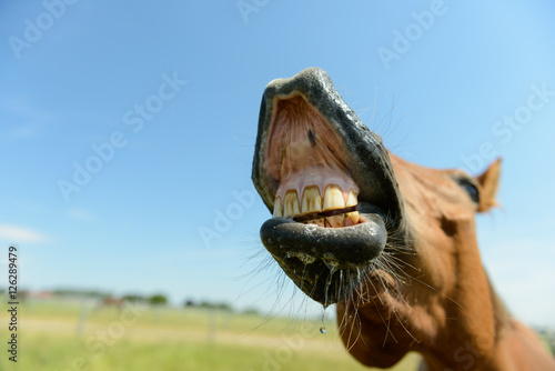 Fototapeta Naklejka Na Ścianę i Meble -  flehmendes Pferd