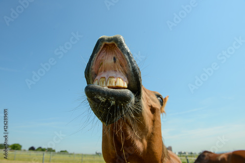 flehmendes Pferd zeigt Gebiss