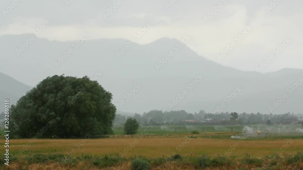 Large tree blowing in the wind and rain in field Large tree blowing in the wind and rain in field