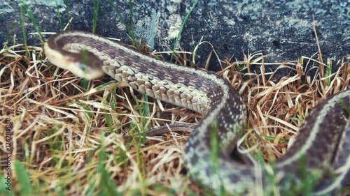 Garter snake slithers under a rock