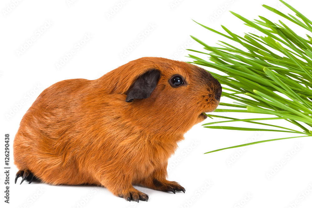 guinea pig eating green grass on white background guinea pig eating green grass on white background