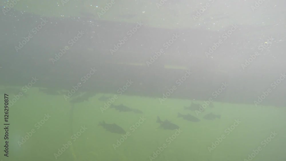Fish swim underneath wooden dock at lake Fish swim underneath wooden dock at lake