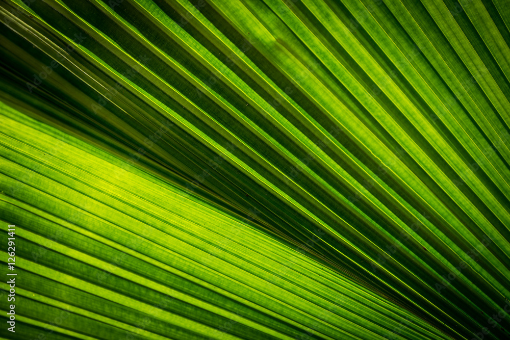 Palm frond in Koh Samad, Thailand Palm frond in Koh Samad, Thailand