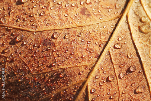 close photo of a surface of a brown leaf covered with drops of water in autumn useful also as background