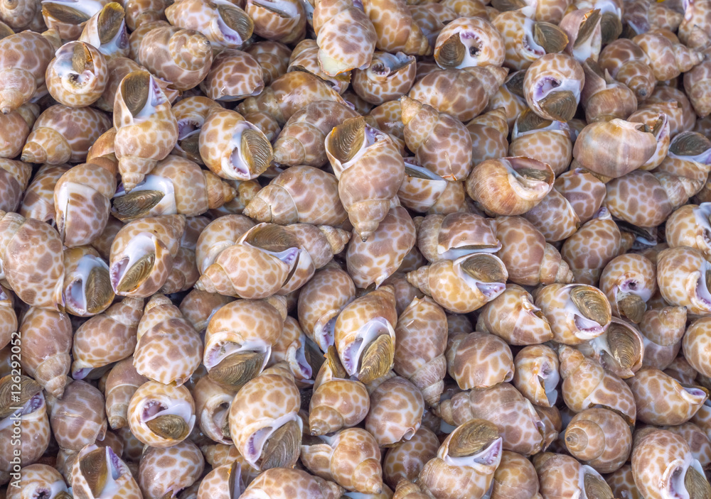 Fresh Spotted babylon. Raw Spotted babylon. Sea food. Spotted babylon at sea market. Sea food preservation. Fresh food preservation. Fresh Spotted babylon. Raw Spotted babylon. Sea food. Spotted babylon at sea market. Sea food preservation. Fresh food preservation.