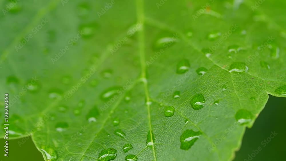 Slow motion water droplets on colorful leafs of a tree Slow motion water droplets on colorful leafs of a tree
