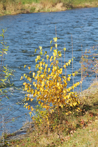 small bright yellow birch growing on the bank of a river in autumn