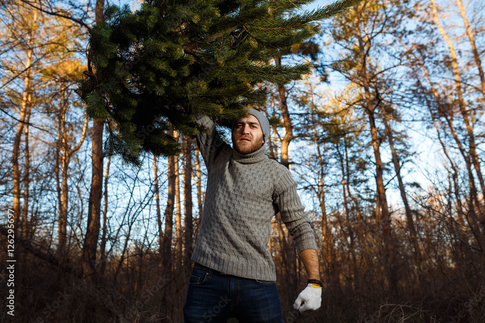 Young man is caryying christmas tree in the wood. men with a beard bears home a Christmas tree. dressed in a sweater
