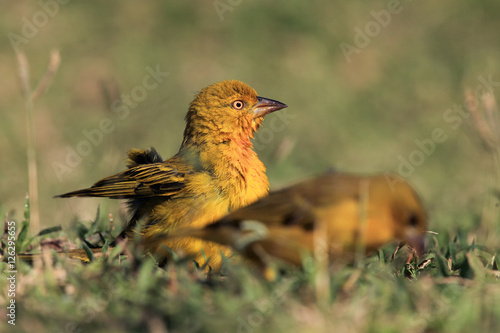 Holub's golden weaver (Ploceus xanthops), also called the African golden weaver sitting on the grass photo