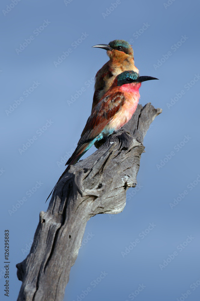 The southern carmine bee-eater (Merops nubicoides) two birds sitting on the branch