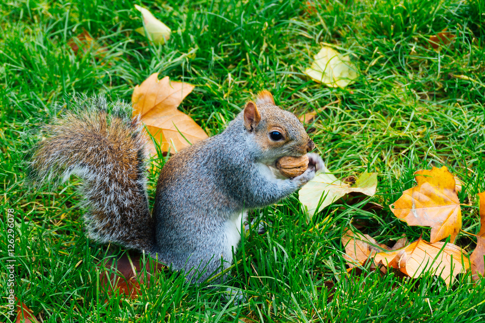 Squirrel with nut