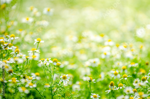 Chamomile flowers in a close view with a beautiful blurred out background on a sunny summer day sigesting organic natyral grown healthy tea plants photo