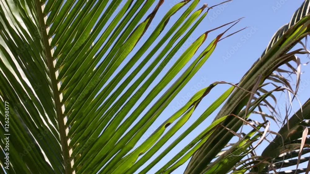 Tropical pristine view with top of coconut palm tree on blue sky background, Maldives travel destination Tropical pristine view with top of coconut palm tree on blue sky background, Maldives travel destination