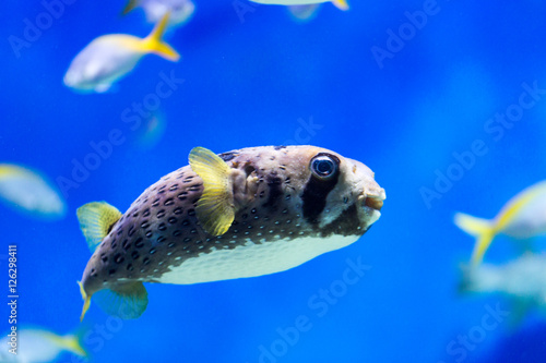Exotic sea fish-hedgehog, floating in an aquarium