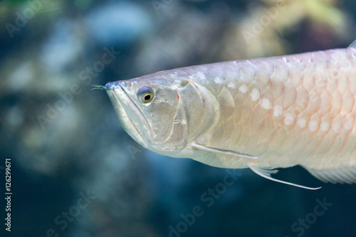 Fish - Silver Arowana (Osteoglossum bicirrhosum)