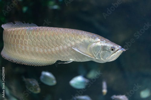 Fish - Silver Arowana (Osteoglossum bicirrhosum)