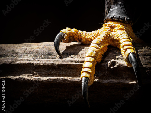 Fotografie Bald Eagle Talons