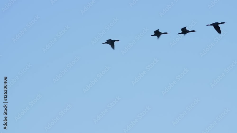 Slow Motion a group of cormorants sea birds flying Slow Motion a group of cormorants sea birds flying